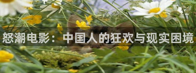 西瓜视电影