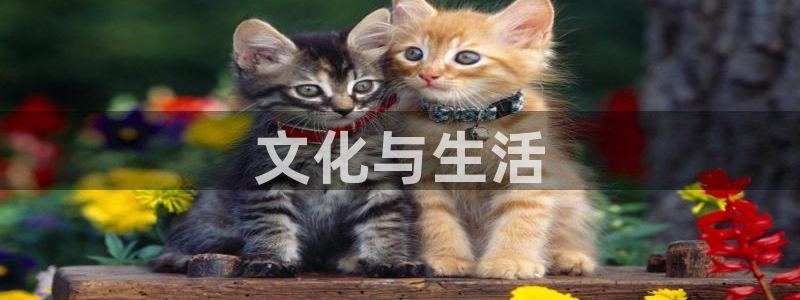 西瓜上海西瓜
